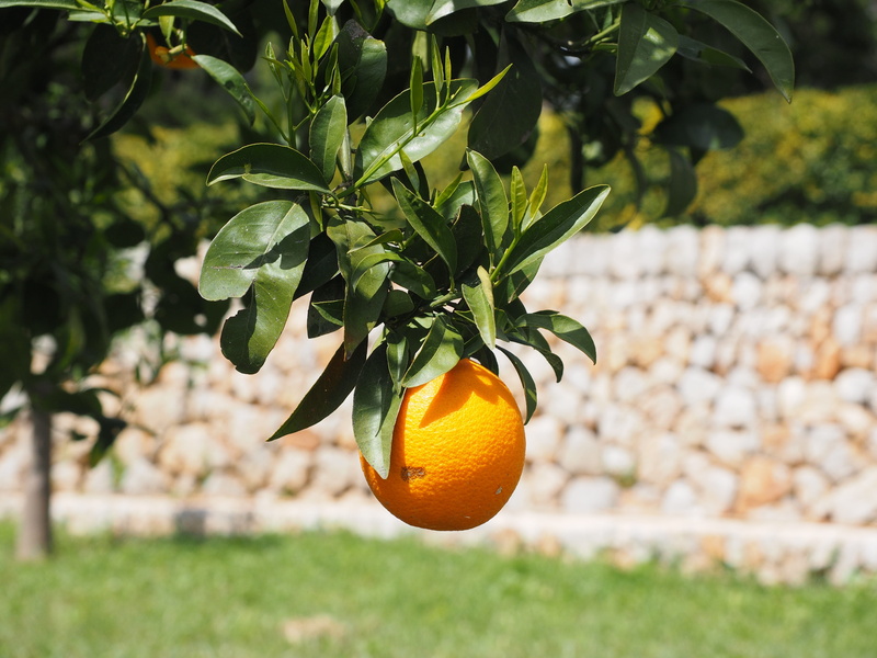 vitaminhaltig, day, healthy eating, fruit tree, plant part, food, frisch, focus on foreground, tree, agriculture, food and drink, fruit, orange - fruit