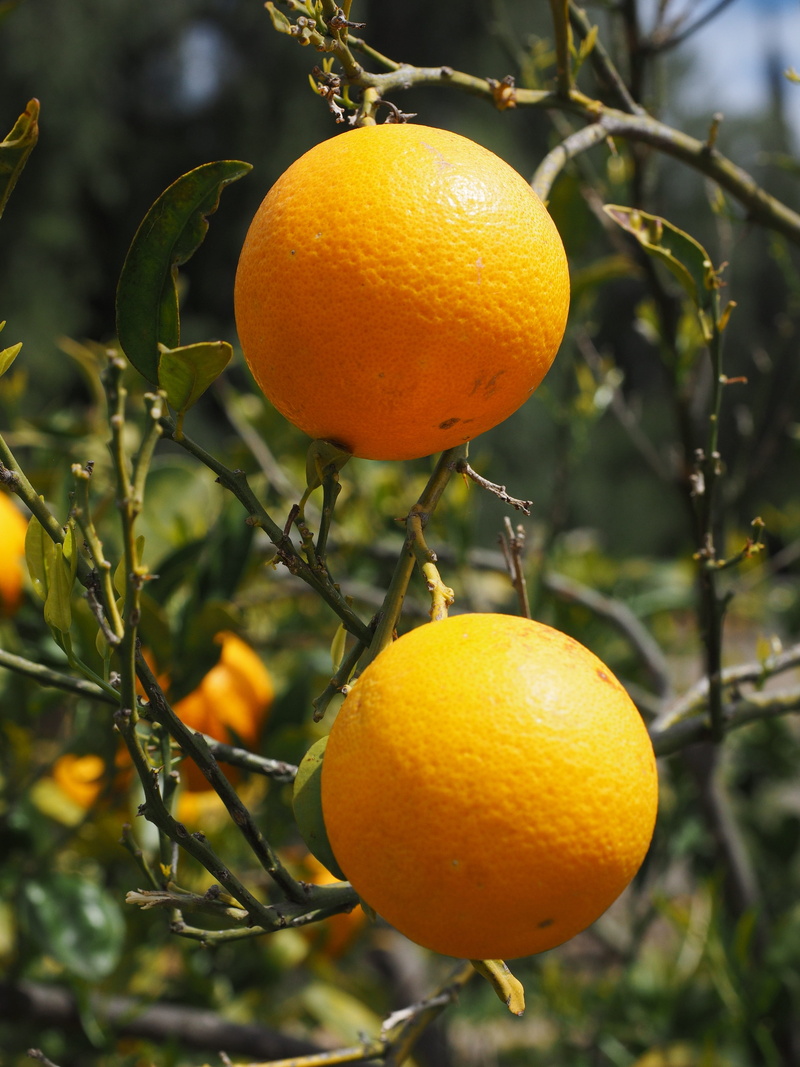 aesthetic, agriculture, citrus fruits, leaf, tropical fruit, Oranges, growth, nutrition, wellbeing, citrus Fruit, rutaceae, bush, leaves, tangerine, fruit tree