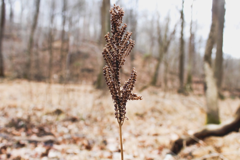 dry, focus on foreground, 5K, tranquility, day, flower, wilted plant, field, land, close-up, patapsco valley state park - avalon area, dead plant, plant