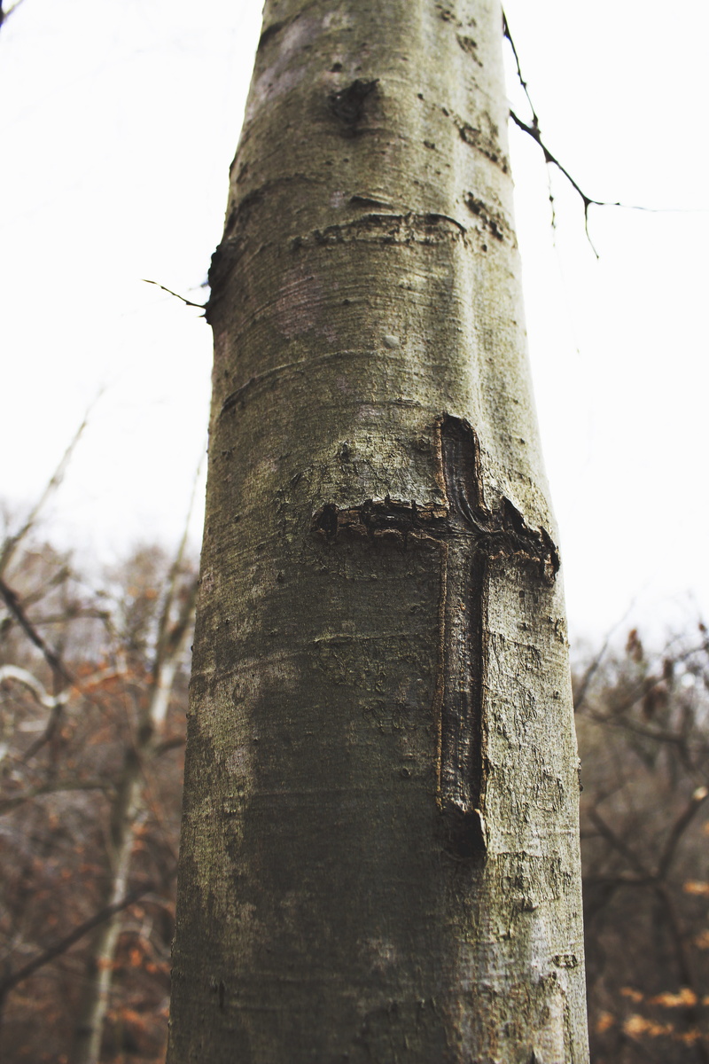 sunlight, plant, nature, outdoors, clear sky, patapsco valley state park, forest, wood - material, no people, low angle view, trunk, day, tree, cross, united states