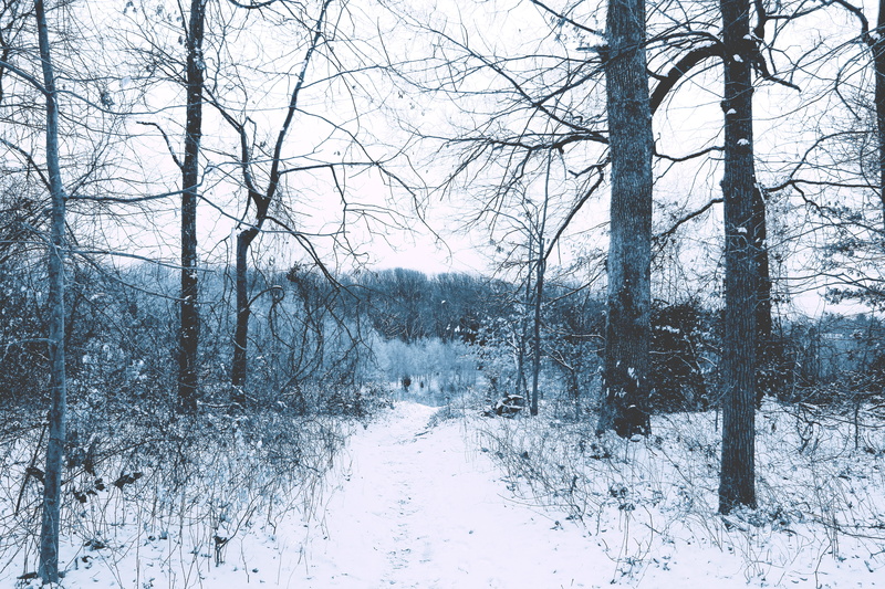 forest, zing, frozen, covering, outdoors, 5K, united states, trees, tree, non-urban scene, scenics - nature, nature, blizzard, white color, plant, snow
