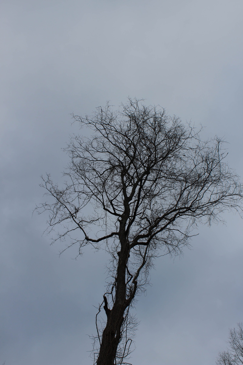 branch, trees, sky, dead plant, plant, tranquility, outdoors, isolated, bare tree, low angle view, scenics - nature, tranquil scene, united states, 5K