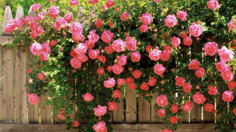 1080P, roses, climbing, american, beauty