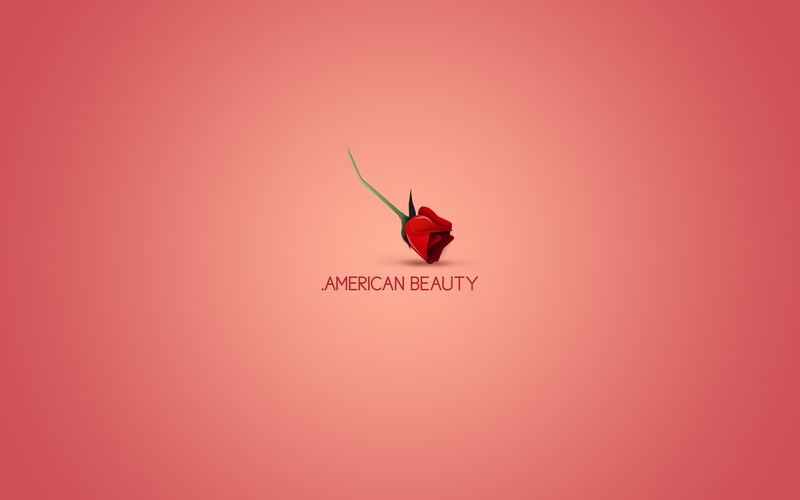 pink color, colored background, American Beauty, flowers, rose, animal wildlife, emotion, indoors, simple background, text, positive emotion, western script
