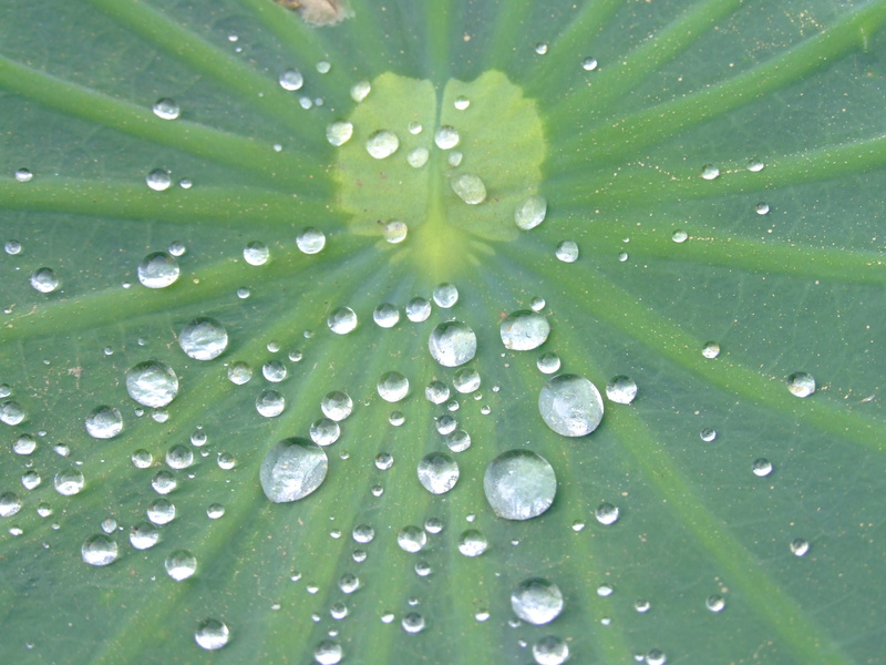 2K, surface tension, droplets, Water, no people, Lotus Leaf, raindrop, close-up, water drops, purity, leaf, freshness, outdoors, rain, nature, green color