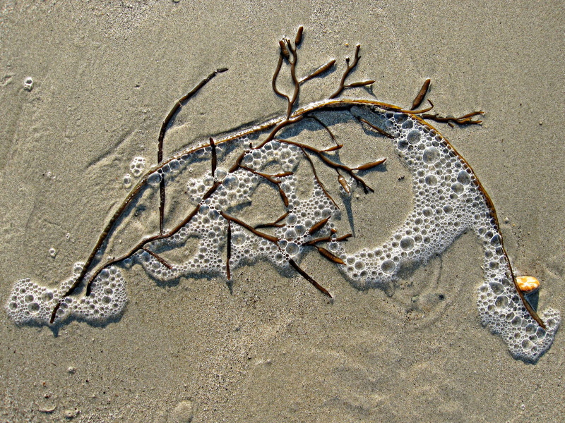 communication, foam, day, marine, stranded, beach, outdoors, tide, seaweed, bubble, high angle view, text, western script, graffiti, surface tension, sea