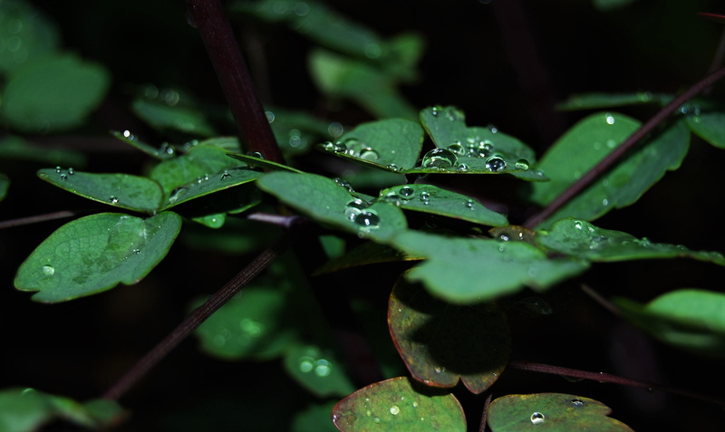 no people, 2K, freshness, wet, raindrop, focus on foreground, dew, outdoors, water, close-up, beaded, leaf, day, surface tension, drop of water, rainy season