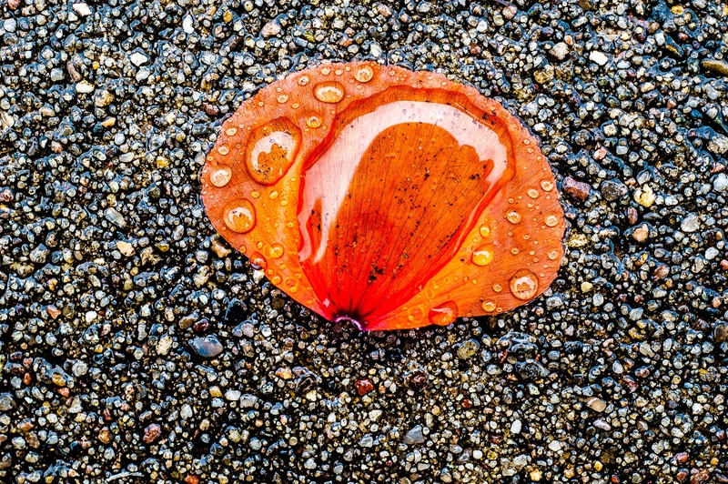 solid, rock, red, drop of water, 2K, petal, water, poppy, shell, animal, close-up, reflection, sunlight, rain, outdoors, land, high angle view, beach