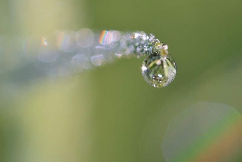 freshness, halm, raindrop, surface tension, plant, drop, drip, droplets, luxury, vulnerability, summer, water, dewdrop, focus on foreground, green Color
