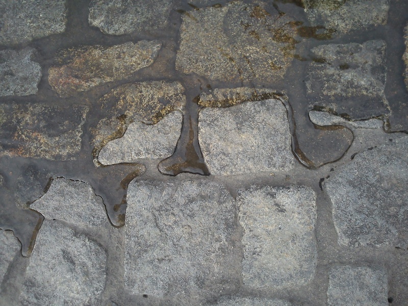plant, pattern, water, concrete, old, patch, land, solid, backgrounds, no people, stone, outdoors, paving stones, animal, nature, textured, metal, close-up