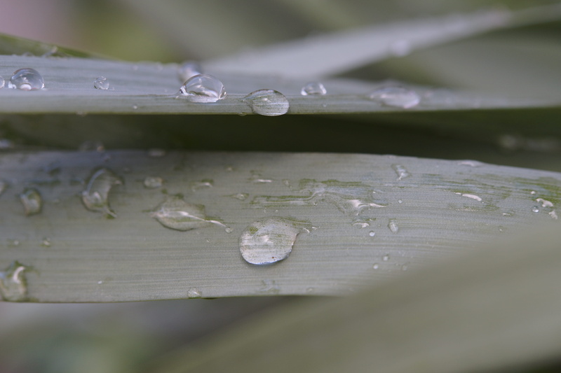 wet, Dew, Raindrop, outdoors, Grass, blades of grass, rain, dewdrop, plant, no people, water, moisture, 5K, vulnerability, Drip, freshness, drop of water