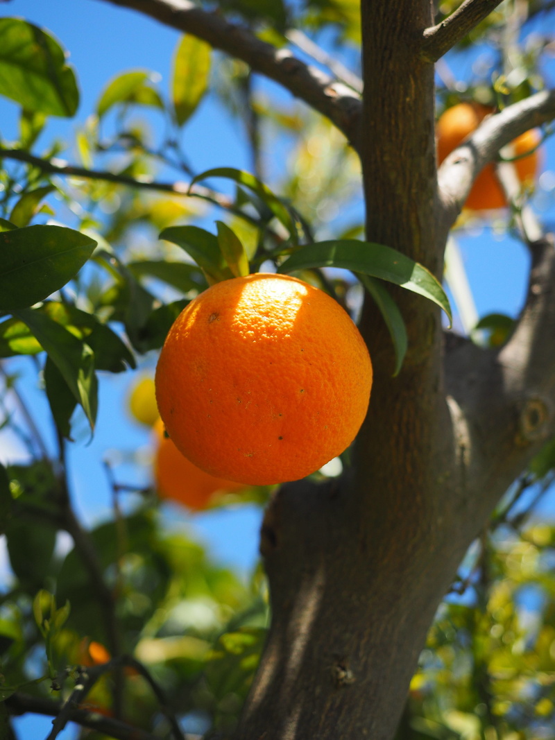 mediterranean, orange grove, organic, freshness, summer, Fruit, frisch, sweet orange, no people, ripe, fruity, tangerine, nutrition, vitamin c, tree, vitamins