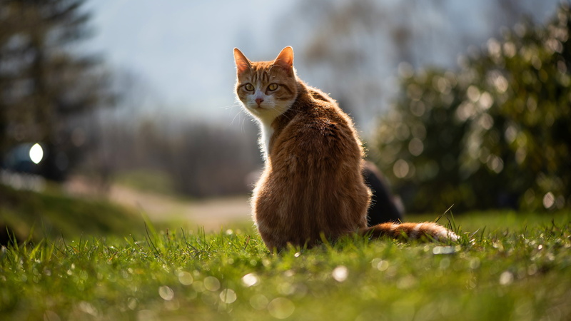 cat, back, nature, light, 4K, grass, look, tail, red, lawn, pose, background, he turned to look did not turn around if she, bokeh, glade, sitting, summer