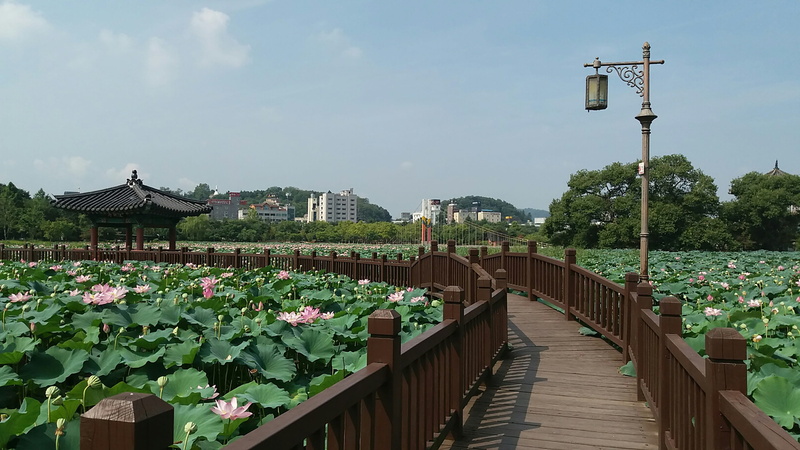 railing, lotus flower, im, connection, city, sky, korea, channel park, nature, lighting equipment, growth, flower, building exterior, water, day, outdoors