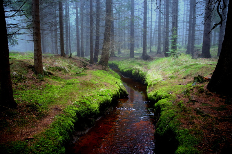 autumn, scenics - nature, stream - flowing water, flowing water, river, mati, tree, flowing, non-urban scene, land, the fog, season i did not get, water