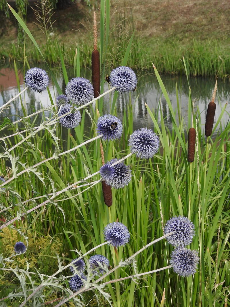 4K, season i did not get, plant, batons water, purple, flower, inflorescence, channel, thistle, flower head, field, growth, flowering plant, land, day