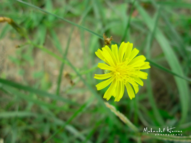 freshness, one animal, beauty in nature, pollination, seen, plant, grass, s, fragility, vulnerability, outdoors, close-up, animal themes, invertebrate