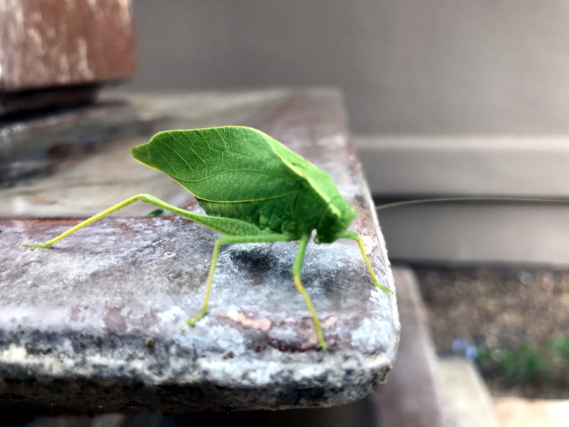 plant part, grasshopper, animal, one animal, green color, no people, selective focus, solid, green, animal themes, invertebrate, outdoors, wings, plant