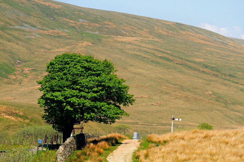 road, land, sky, scenics - nature, field, mountain, malham, day, no people, united kingdom, tranquility, tree, environment, landscape, outdoors, beauty in nature