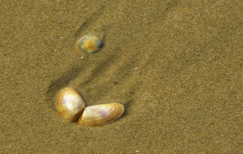 1080P, shore, beach, land, close-up, no people, wet, sandy, beauty in nature, animal, sunlight, outdoors, seashell, seep, water, tranquility, pebble, shell