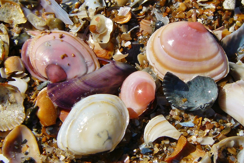 protection, animal, food, pebble, animal themes, high angle view, animal shell, seashell, close-up, 1080P, sea life, no people, animals in the wild, beauty in nature