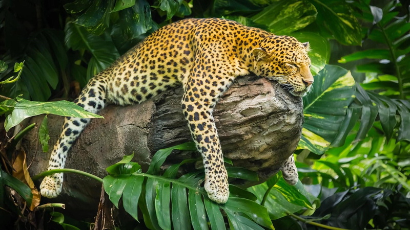 feline, leaf, animal, big cat, animal wildlife, seeping, fauna, 1080P, green color, mouth open, tree, plant part, mammal, wildlife, vertebrate, outdoors