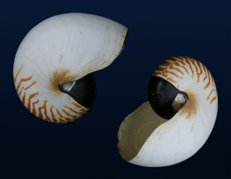 water, animal themes, undersea, animal wildlife, shell, invertebrate, wild, animal, 1080P, two animals, close-up, nature, nautilus, underwater, sea, studio shot