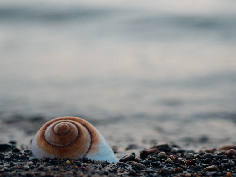 beach, animal shell, nature, marine, outdoors, running, rock, day, pebble, animals in the wild, gastropod, one animal, 4K, surface level, seep, animal