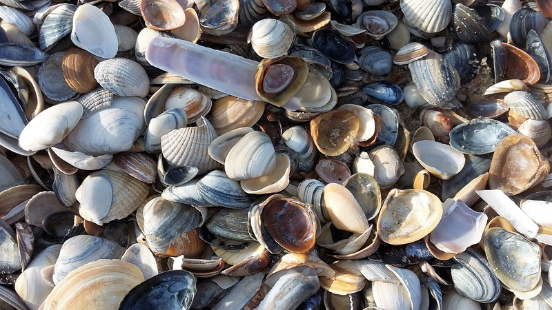 seafood, 2K, seep, animal wildlife, high angle view, full frame, abundance, backgrounds, animal, still life, choice, day, mussel, textured, large group of objects