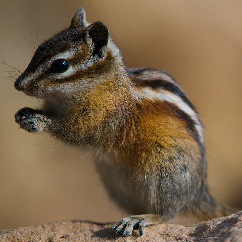 animals In The Wild, Larry Johnson, AF, animal, photo, mammal, squirrel, Zoom, Colorado Chipmunk, walnut, up, f/4G, ED, closed, brown, colorado, cute, VR