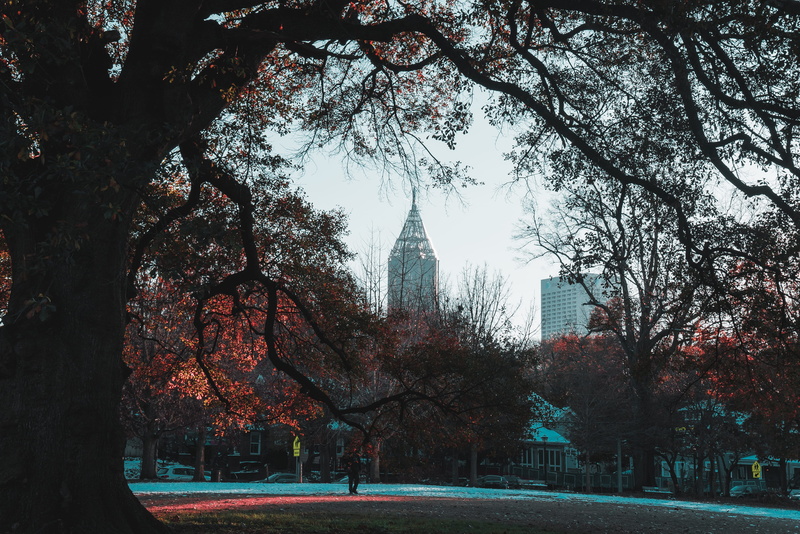 trunk, autumn, united states, trees, leaves, built structure, winter, architecture, city, plant, park, outdoors, nature, atlanta, day, georgia, park - man made space