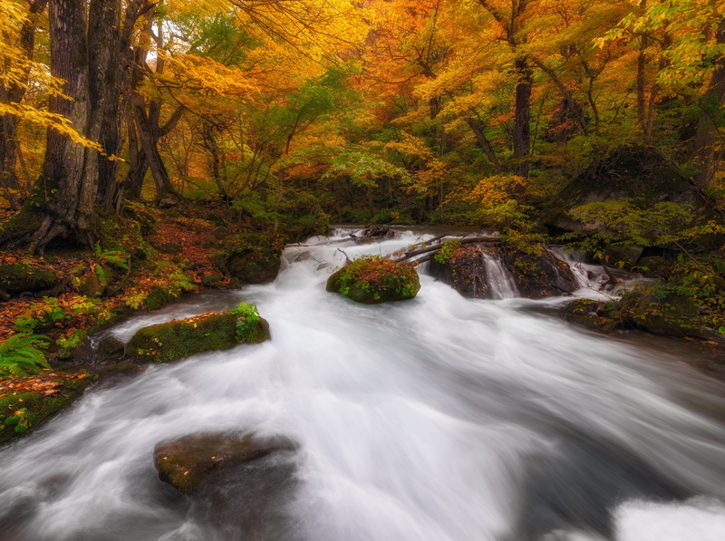 towada, non-urban scene, Autumn, Gorge, oirase, longexposure, aomoriprefecture, no people, rainforest, Stream, outdoors, Japan, stream - flowing water