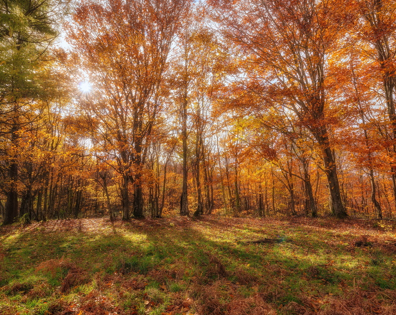 Leaves, beauty, tree, environment, idyllic, plant, kazuno, Colorful, 5K, land, Akita, trail, Chaos, Autumn, Forest, nature, towada, change, field, Angle