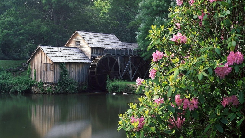 grist, nature and landscapes, flowers, mill, forest, 1080P, lovely, pond
