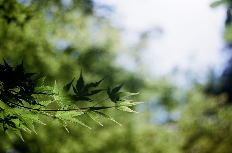 focus on foreground, growth, leaves, coniferous tree, photosynthesis, tree, leaf, nature, day, green color, bright, maple leaf, outdoors, plant, towada-shi