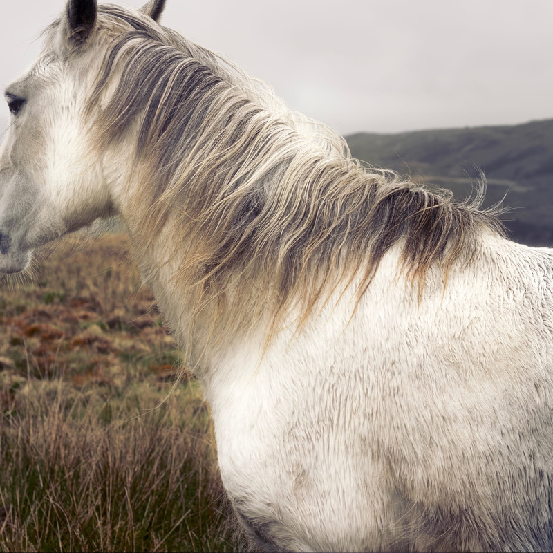 mane, land, vertebrate, 2K, one animal, domestic, animal, nature, hair, animal head, field, pastel, brecon, animal themes, herbivorous, close-up, grass