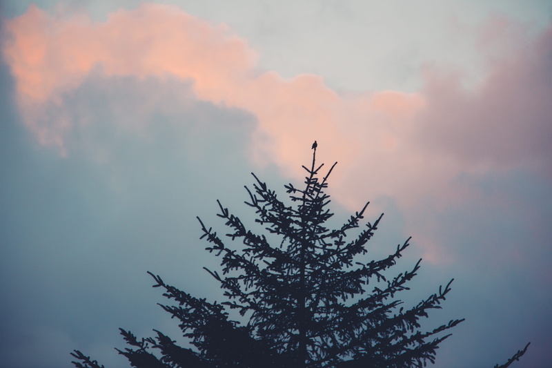 sunset, cloud - sky, forest, no people, tree, non-urban scene, growth, tranquility, plant, sky, low angle view, bird, 5K, nature, perch, coniferous tree