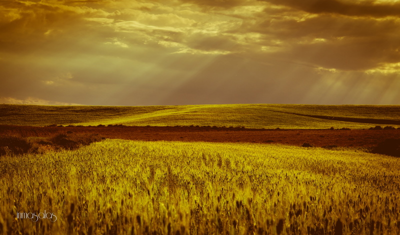 photography, sky, nwn, nature, hay, MONEGRILLO, meadow, landscape photography, rural Scene, yellow, sun, landscape, rays, outdoors, agriculture, sunset
