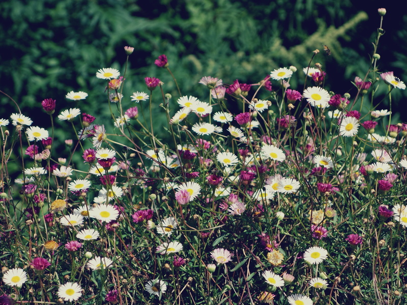 2K, beauty in nature, close-up, flower, land, freshness, field, inflorescence, fragility, plant, petal, flowering plant, flower head, yellow, flowerbed