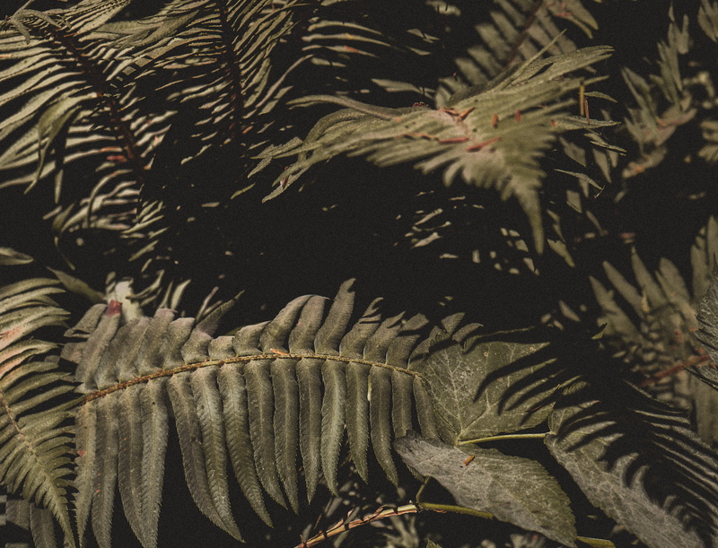 group of animals, united states, close-up, vertebrate, fern, nature, jar, vase, no people, ocean, sea life, animals in the wild, pottery, water, marine