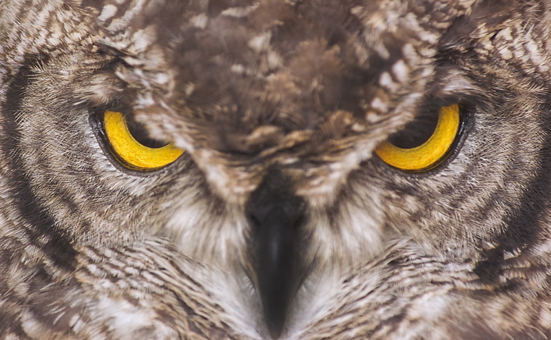 stirlingshire, eye, macro, bird, animal themes, brown, close-up, Birds, animal body part, animals in the wild, vertebrate, yelloweyes, animal head, owl