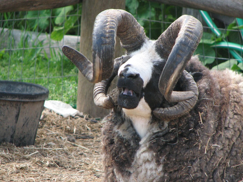 pets, animal themes, focus on foreground, mammal, domestic, hood river, animal head, portrait, plant, oregon, no people, 2K, sheep, livestock, domestic animals
