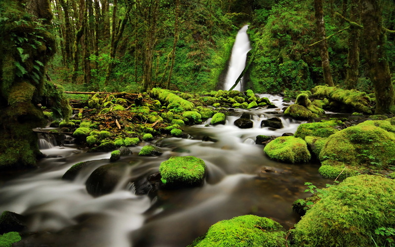 rock, green, gorge, creek, trees, falls, county, usa, columbia, 1080P, hood, desktop, forest, river, moss, ruckel, oregon