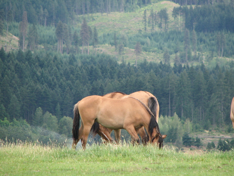 landscape, Beautiful, livestock, animal, Oregon, beautiful mustangs, tree, Mustangs, domestic, field, environment, oregon, animal wildlife, hood river