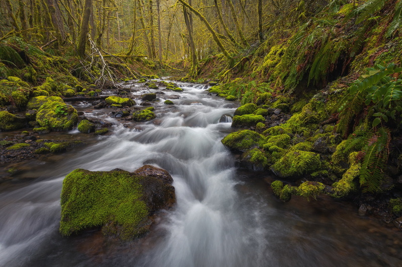1080P, Columbia River Gorge, Oregon, moss, Hood River County, stream, the Columbia river gorge, river, Gortons Creek, forest