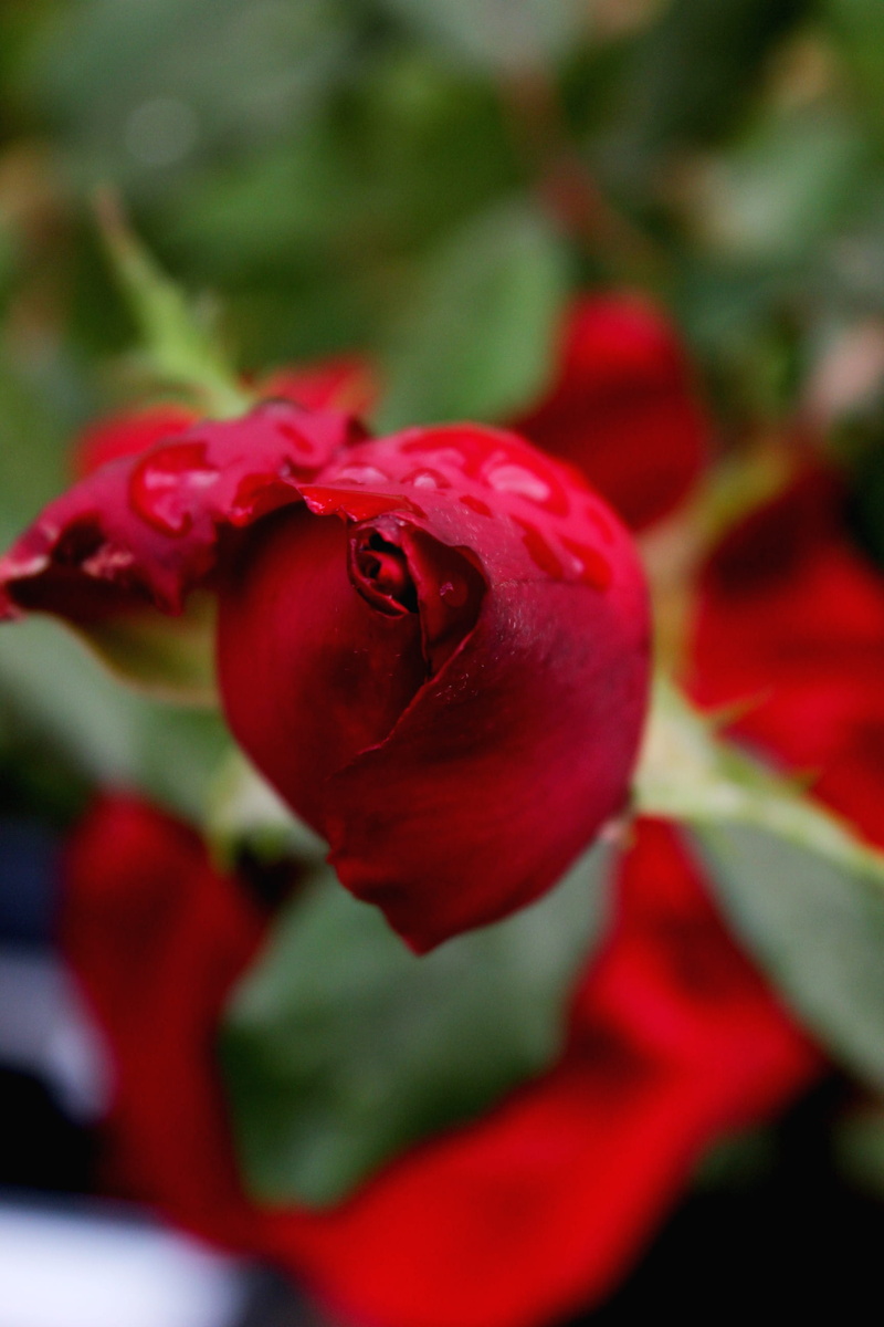 petal, flower head, beauty in nature, vulnerability, no people, red, rose - flower, plant, hood river, rose, close-up, roses, freshness, united states