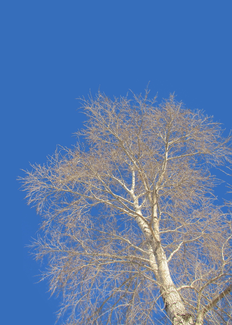 tree trunk, beauty in nature, cold temperature, 4K, day, blue, sunny days, clear sky, blue sky, outdoors, growth, tranquility, no cloud, heaven, sky, bare tree