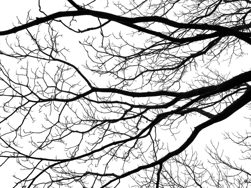 roots, pattern, outdoors, bare, nature, backgrounds, beauty in nature, tree, branch, contrast, black, abstract, day, tranquil scene, no people, silhouette
