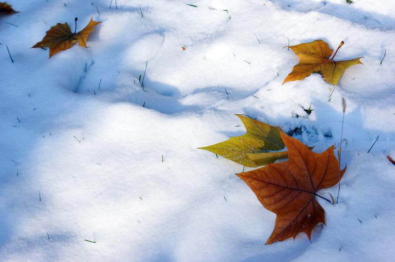autumn, yellow, change, nature, snow, high angle view, leaves, leaf, defoliation, beauty in nature, plant part, maple leaf, season, outdoors, dry, tree