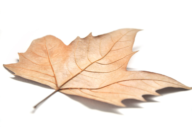 beauty in nature, leaf, nature, close-up, dry, fragility, change, studio shot, yellow, the leaves, leaf vein, natural pattern, plant part, white background